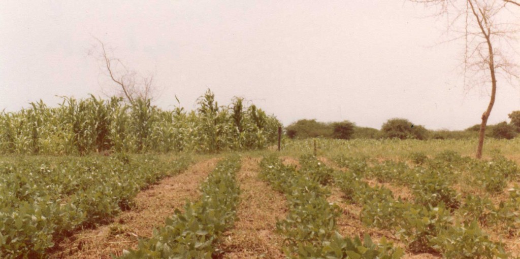 Bonen (haricots niébé; cowpeas) en links op de achtergrond een onregelmatige stand van sorghum in Tsjaad (Sahel) 