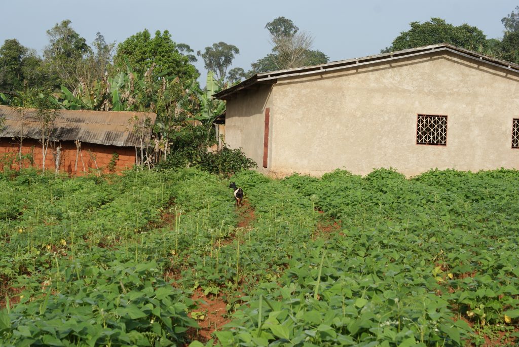 DSC00289 terre laterite avec culture d_haricot - Batchingou - Cameroun - Photo par Bertus Buizer - le 6 nov 2016