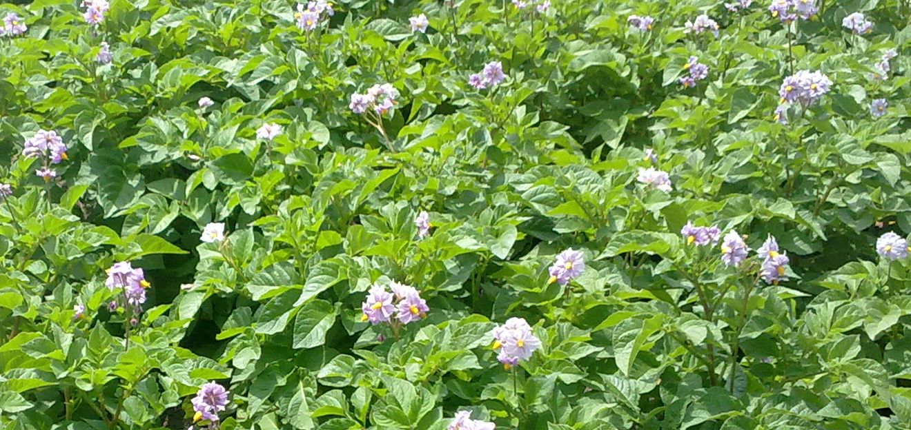 Gewas biologische aardappelen Foto: BioRomeo